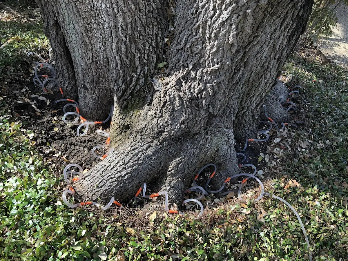 Detailed Tree Cabling and Bracing job site in White Hall